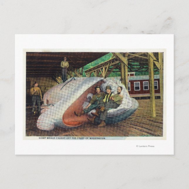 Blick auf Whale Jäger, die sich auf Wal zurückzieh Postkarte (Vorderseite)