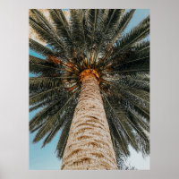 Blick des Wurms auf eine Kokospalme