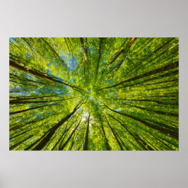 Blick durch grüne Blätter Poster