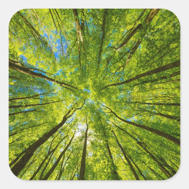 Blick durch grüne Blätter Quadratischer Aufkleber (Vorderseite)