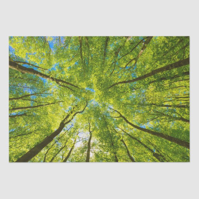 Blick durch grüne Blätter Seidenpapier (Vorderseite)