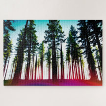 Blick hinauf in einen Wald mit hohen Bäumen mit Ro