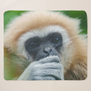 Blick in die Augen eines großen Gibbons Sherpadecke