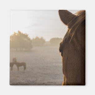 Blick nach vorne magnet