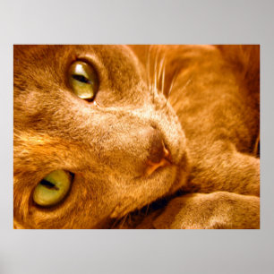 Blick Poster