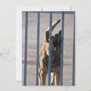 Blindenhund