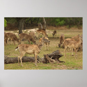 Blindes Hirschposter Poster