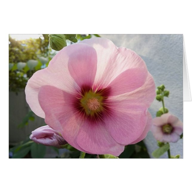 Blindkarte der glühenden rosa Hollyhock-Blume (Vorderseite (Horizontal))