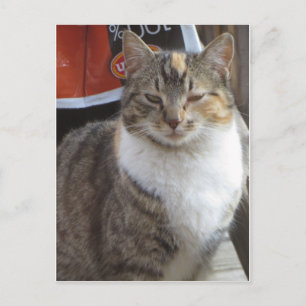 Blinkkatze Postkarte