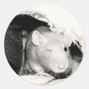 Blinzeln der Ratte! Runder Aufkleber