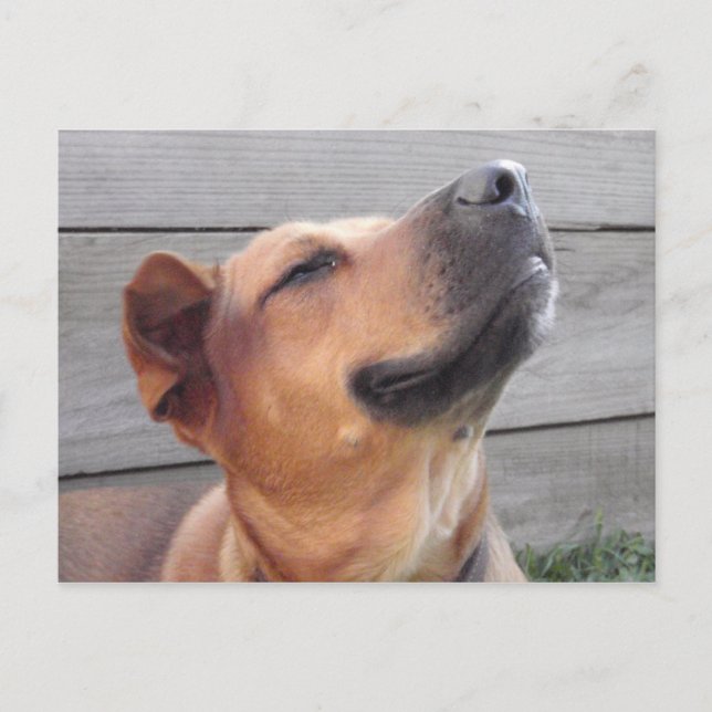 Bliss Postkarte (Vorderseite)