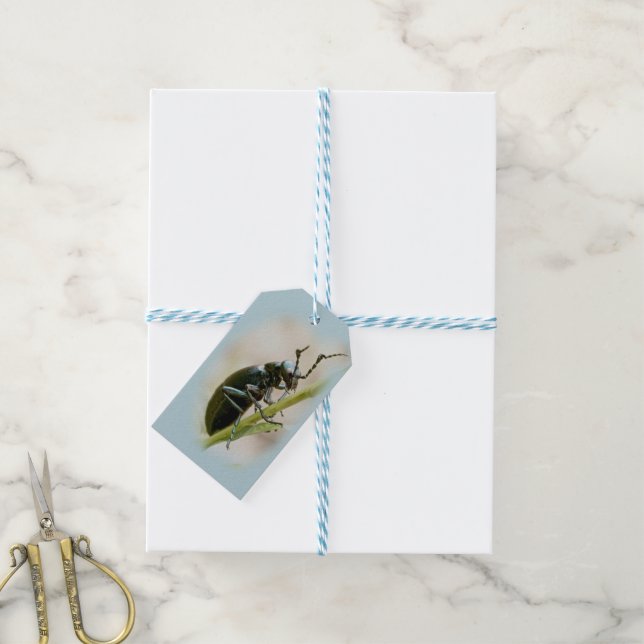 Blisterpackung Käfer - Meloidae Geschenkanhänger (Mit Garn)