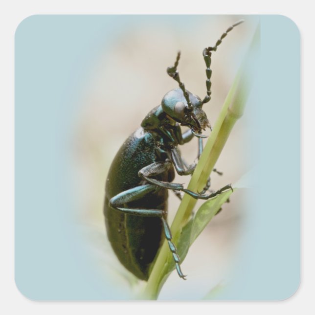 Blisterpackung Käfer - Meloidae Quadratischer Aufkleber (Vorderseite)