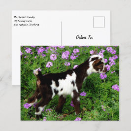Blitze nigerianische Zwergziege Kind in violetten  Postkarte
