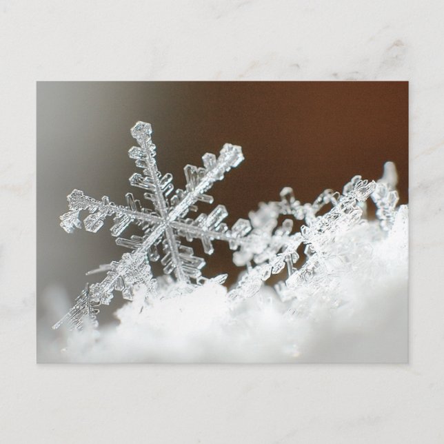 Blizzard of 2009 postkarte (Vorderseite)