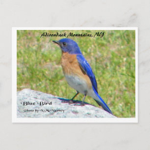 Bllue Bird, Adirondack Mountains, NY Postkarte