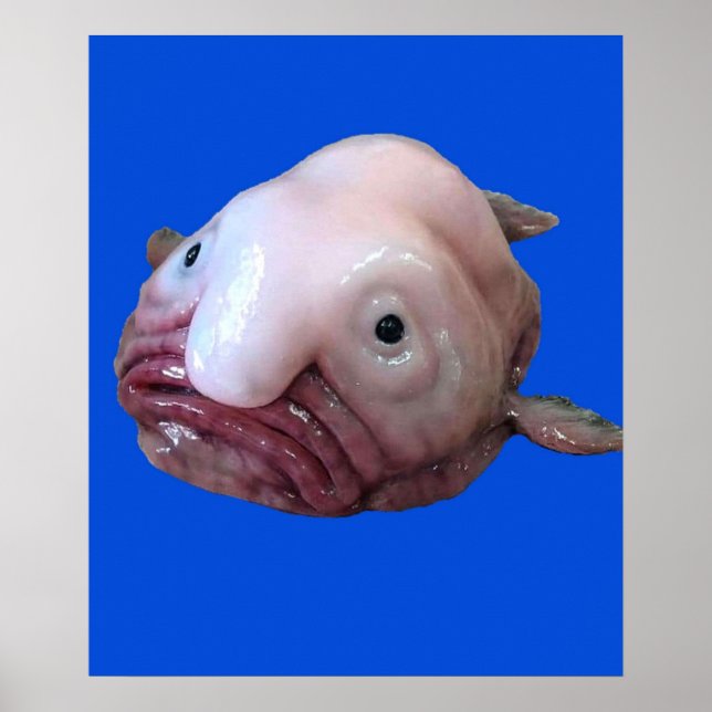 Blob Fish Poster (Vorne)