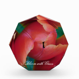 Bloc de macro photo artistique de tulipe rouge
