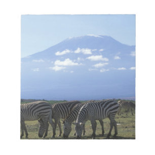 Bloc-note Afrique, Kenya, Parc national d'Amboseli, Troupeau
