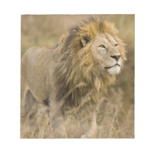 Bloc-note Afrique. Tanzanie. Lion mâle à Ngorongoro