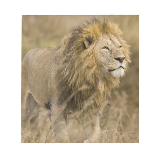 Bloc-note Afrique. Tanzanie. Lion mâle à Ngorongoro (Devant)