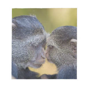 Bloc-note Afrique. Tanzanie. Singe bleu mère avec jeune