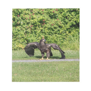 Bloc-note Aigle à tête blanche juvénile