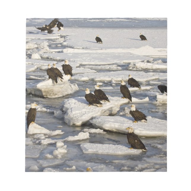 Bloc-note Aigle, Haliaeetus leucocephalus, Homer, 2 (Devant)