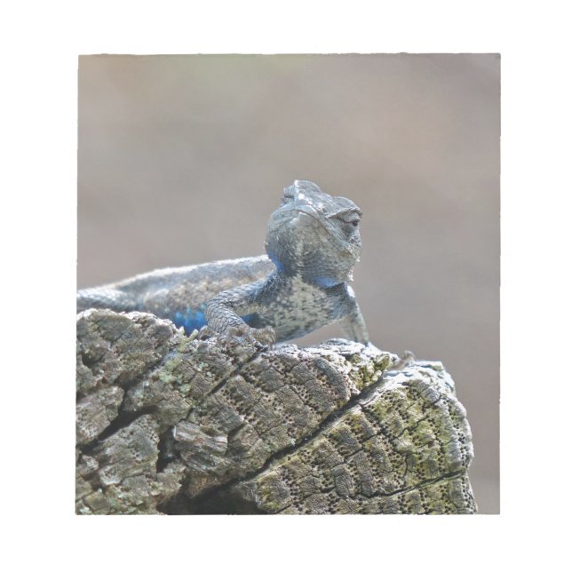 Bloc-note Alligator du ventre bleu Lizard (Devant)