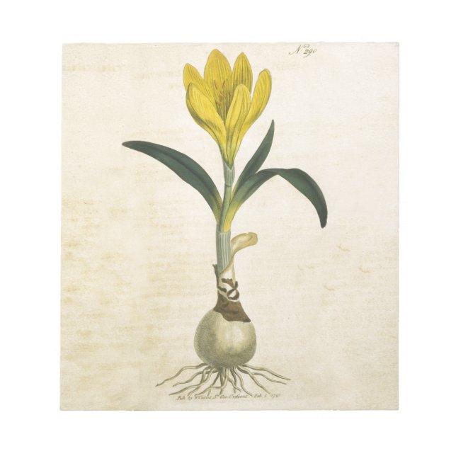 Bloc-note Amaryllis Tulip Jardin Botanique Fleur (Devant)