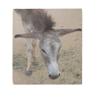 Bloc-note Âne à oreilles longues