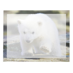Bloc-note Animaux de bébés cutest Bébé Ours polaire