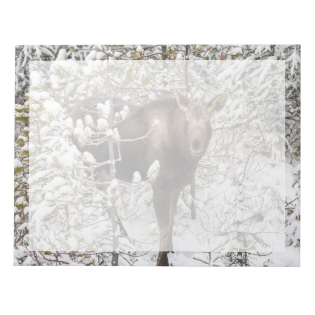 Bloc-note Animaux de bébés cutest | Moose Calf (Devant)