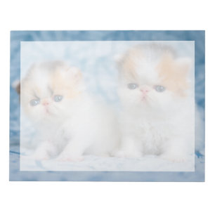 Bloc-note Animaux de bébés cutest   Persian Calico Kitten