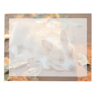 Bloc-note Animaux de bébés cutest   Shy Corgi