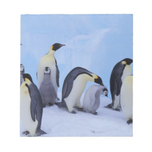 Bloc-note Antarctique, Manchots Empereurs