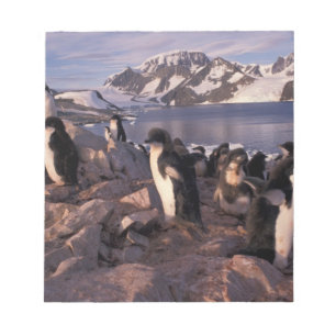 Bloc-note Antarctique, poussins de pingouin d'Adelie