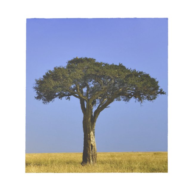 Bloc-note Arbre d'acacia isolé dans les plaines herbeuses, M (Devant)