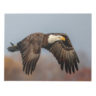 Bloc-note Bald Eagle en vol