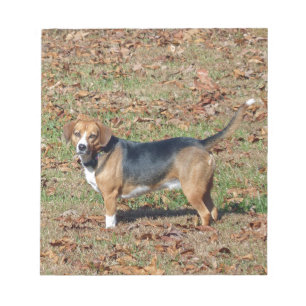 Bloc-note Beagle