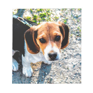 Bloc-note Beagle mignon