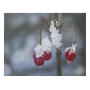 Bloc-note Berries congelées