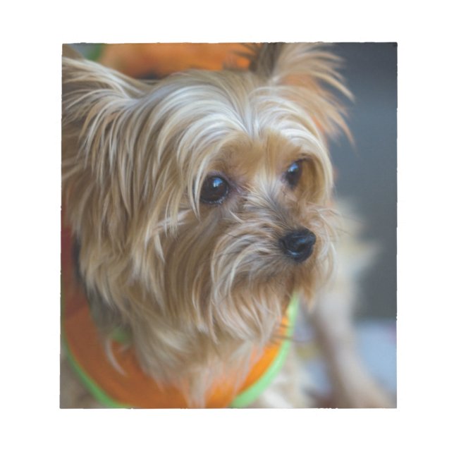 Bloc-note Blonde Yorkshire Terrier (Devant)