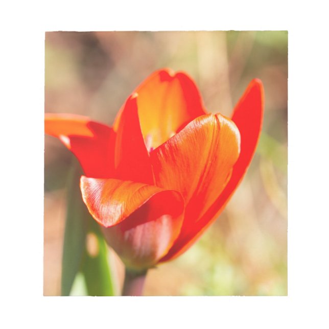 Bloc-note Blossom de la tulipe rouge (Devant)