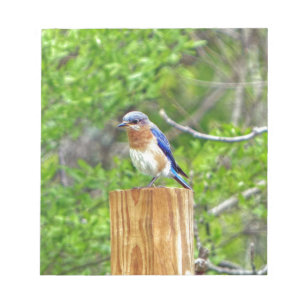 Bloc-note Bluebird sur un poteau de clôture