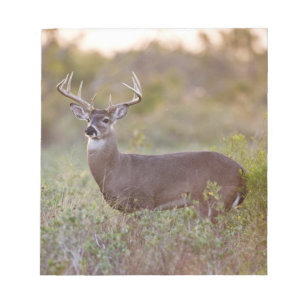 Bloc-note cerf de Virginie (Odocoileus virginianus) mâle 2