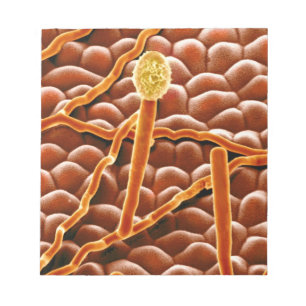 Bloc-note Champignon de rouille pulvérulente sur la