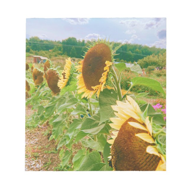 Bloc-note Champs de tournesol (Devant)