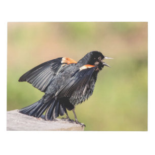 Bloc-note Chant de Blackbird à ailes rouges
