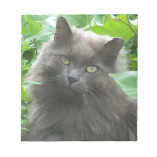 Bloc-note Chat bleu russe gris-long